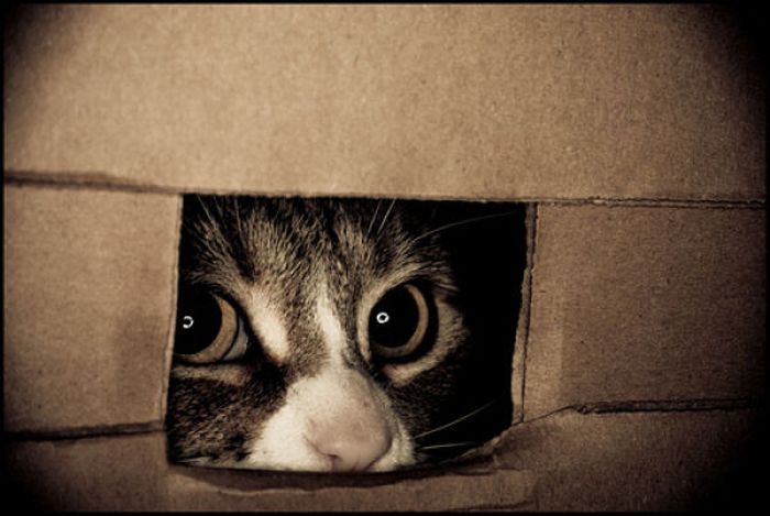 hiding-cat