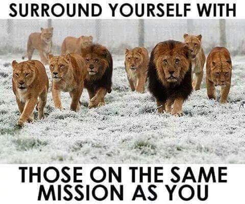 Lions Surround Yourself